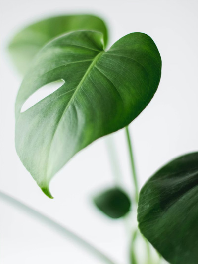 omgeving van psycholoog praktijk Haarlem